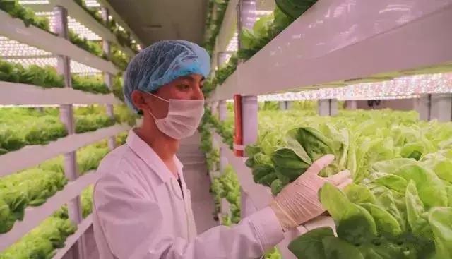 智慧農業新篇章 無土無光環境下的計算機驅動蔬菜生長